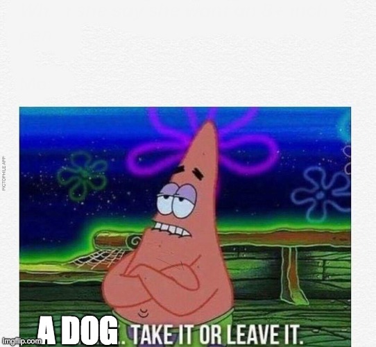 3 take it or leave it | A DOG | image tagged in 3 take it or leave it | made w/ Imgflip meme maker