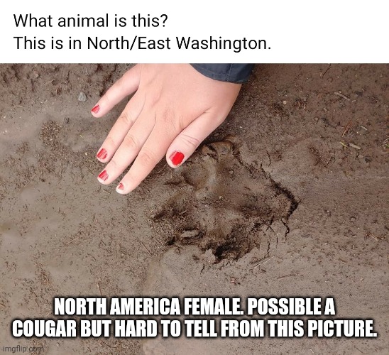 Hamd | NORTH AMERICA FEMALE. POSSIBLE A COUGAR BUT HARD TO TELL FROM THIS PICTURE. | image tagged in hamd | made w/ Imgflip meme maker