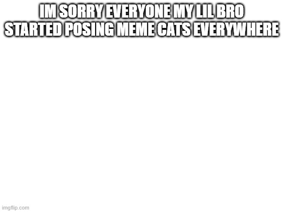 Blank White Template | IM SORRY EVERYONE MY LIL BRO STARTED POSING MEME CATS EVERYWHERE | image tagged in blank white template | made w/ Imgflip meme maker
