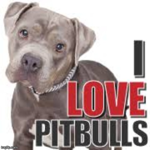 Pitbulls are the CUTEST!!!!!!! | image tagged in pitbulls,are the,cutest,little,doggies,ever | made w/ Imgflip meme maker