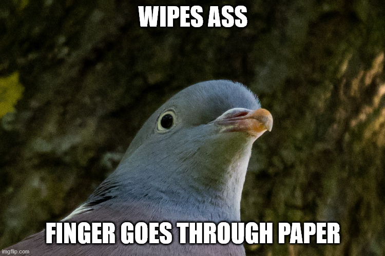 PTSD Pigeon | WIPES ASS; FINGER GOES THROUGH PAPER | image tagged in ptsd pigeon | made w/ Imgflip meme maker