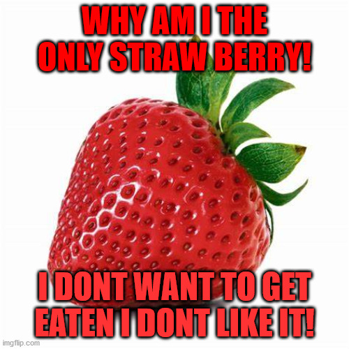 did i do enything rong to you no! | WHY AM I THE ONLY STRAW BERRY! I DONT WANT TO GET EATEN I DONT LIKE IT! | image tagged in strawberry | made w/ Imgflip meme maker