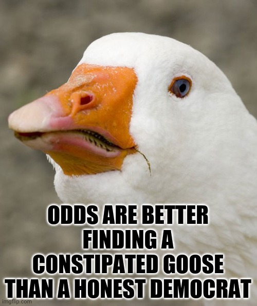 Constipated goose | ODDS ARE BETTER FINDING A CONSTIPATED GOOSE THAN A HONEST DEMOCRAT | image tagged in goose,constipated goose | made w/ Imgflip meme maker