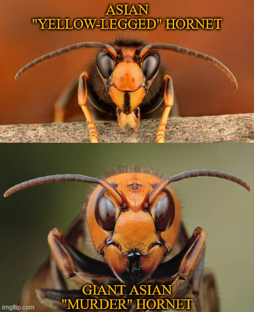 This has been today's meme PSA. | ASIAN "YELLOW-LEGGED" HORNET; GIANT ASIAN "MURDER" HORNET | image tagged in murder hornet,wasp,species,mistaken identity,know the difference,public service announcement | made w/ Imgflip meme maker