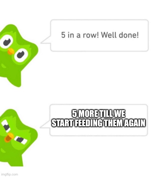 Duolingo 5 in a row | 5 MORE TILL WE START FEEDING THEM AGAIN | image tagged in duolingo 5 in a row | made w/ Imgflip meme maker