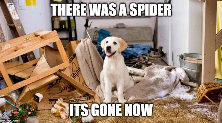THERE WAS A SPIDER; ITS GONE NOW | image tagged in spider | made w/ Imgflip meme maker