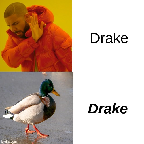 drakes are male ducks | Drake; Drake | image tagged in memes,drake hotline bling,funny,funnymemes,wordplay | made w/ Imgflip meme maker
