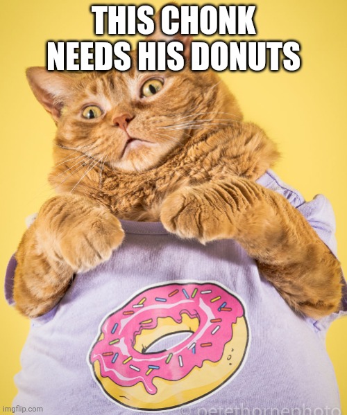 Chonk Cat donut | THIS CHONK NEEDS HIS DONUTS | image tagged in chonk cat donut | made w/ Imgflip meme maker