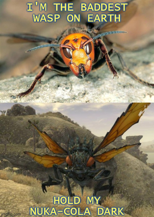 Aim for the wings! |  I'M THE BADDEST WASP ON EARTH; HOLD MY NUKA-COLA DARK | image tagged in murder hornet,cazador,nuka-cola,fallout new vegas,video games,hold my beer | made w/ Imgflip meme maker