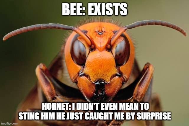 If YNW melly was a bug | BEE: EXISTS; HORNET: I DIDN'T EVEN MEAN TO STING HIM HE JUST CAUGHT ME BY SURPRISE | image tagged in murder hornet | made w/ Imgflip meme maker