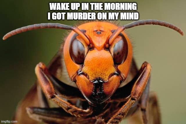YNW hornet | WAKE UP IN THE MORNING I GOT MURDER ON MY MIND | image tagged in murder hornet | made w/ Imgflip meme maker