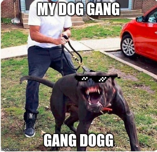 scary dog meme | MY DOG GANG; GANG DOGG | image tagged in scary dog meme | made w/ Imgflip meme maker