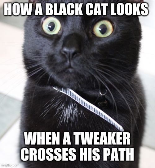 Woah Kitty |  HOW A BLACK CAT LOOKS; WHEN A TWEAKER CROSSES HIS PATH | image tagged in memes,woah kitty | made w/ Imgflip meme maker