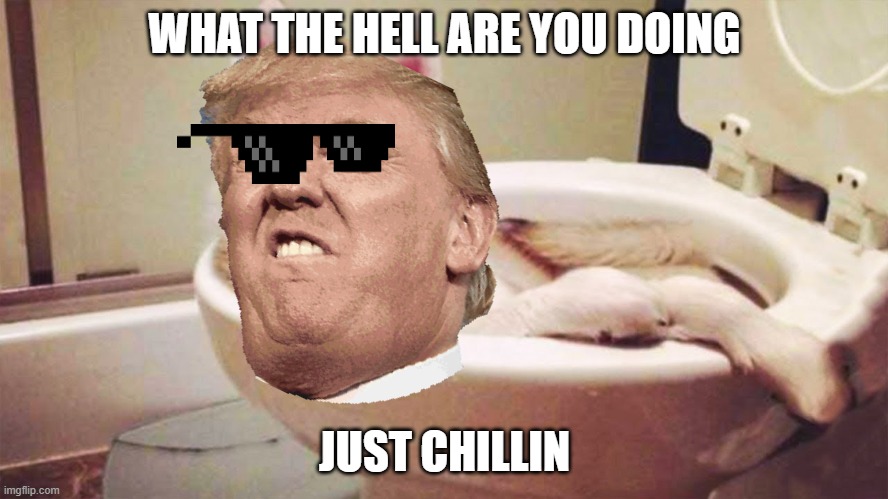 WHAT THE HELL ARE YOU DOING; JUST CHILLIN | image tagged in donald trump | made w/ Imgflip meme maker