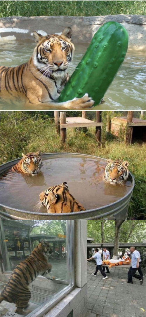 wtf images of tigers | image tagged in tigers,wtf,ok boomer,mod | made w/ Imgflip meme maker