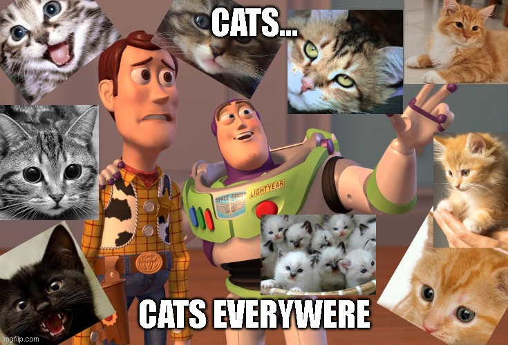 X, X Everywhere | CATS... CATS EVERYWERE | image tagged in memes,x x everywhere | made w/ Imgflip meme maker