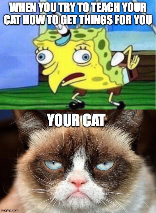 WHEN YOU TRY TO TEACH YOUR CAT HOW TO GET THINGS FOR YOU; YOUR CAT | image tagged in memes,grumpy cat not amused,mocking spongebob | made w/ Imgflip meme maker