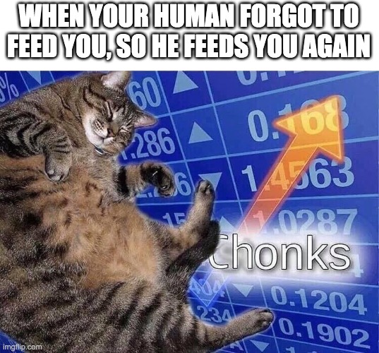 CHONKS | WHEN YOUR HUMAN FORGOT TO FEED YOU, SO HE FEEDS YOU AGAIN | image tagged in chonks,baby jesus for mod,memes,funny,cats | made w/ Imgflip meme maker