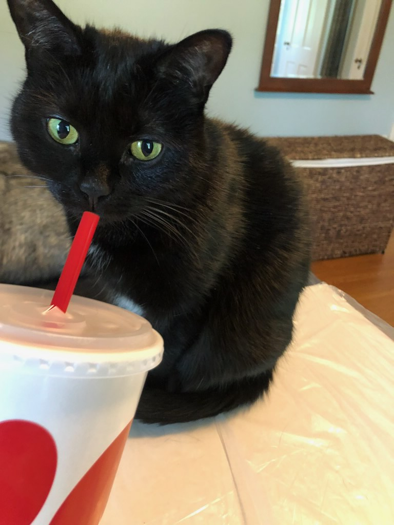 Cat drinking tea Blank Meme Template