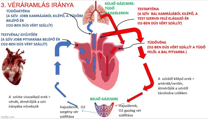 keringési rendszer szív tények egészség)