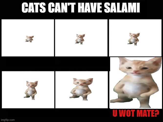 What people think I do blank template | CATS CAN'T HAVE SALAMI; U WOT MATE? | image tagged in what people think i do blank template | made w/ Imgflip meme maker