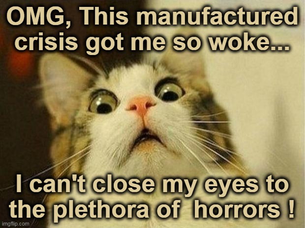OMG... | OMG, This manufactured
crisis got me so woke... I can't close my eyes to
the plethora of  horrors ! | image tagged in memes,scared cat | made w/ Imgflip meme maker