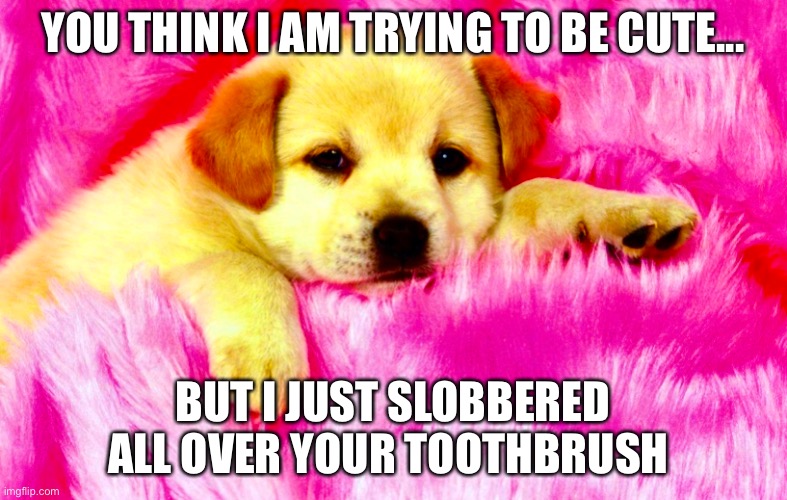 Cute I don’t think so | YOU THINK I AM TRYING TO BE CUTE... BUT I JUST SLOBBERED ALL OVER YOUR TOOTHBRUSH | image tagged in funny memes,dog memes | made w/ Imgflip meme maker