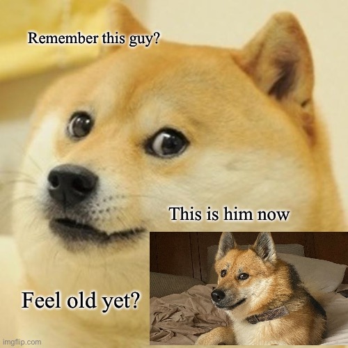 Doge Meme | Remember this guy? This is him now; Feel old yet? | image tagged in memes,doge | made w/ Imgflip meme maker