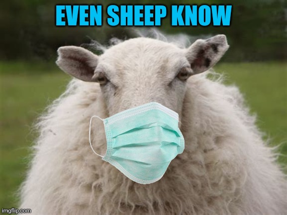 EVEN SHEEP KNOW | made w/ Imgflip meme maker