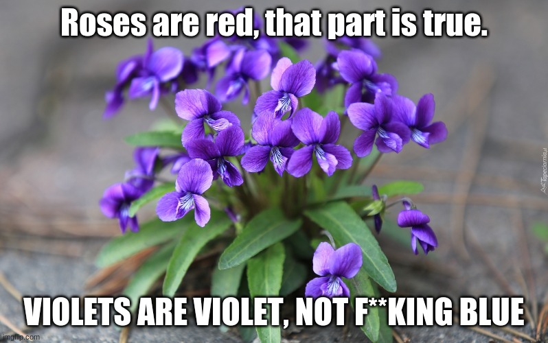 Spitting facts | Roses are red, that part is true. VIOLETS ARE VIOLET, NOT F**KING BLUE | image tagged in roses are red,memes,lol,bruhh | made w/ Imgflip meme maker