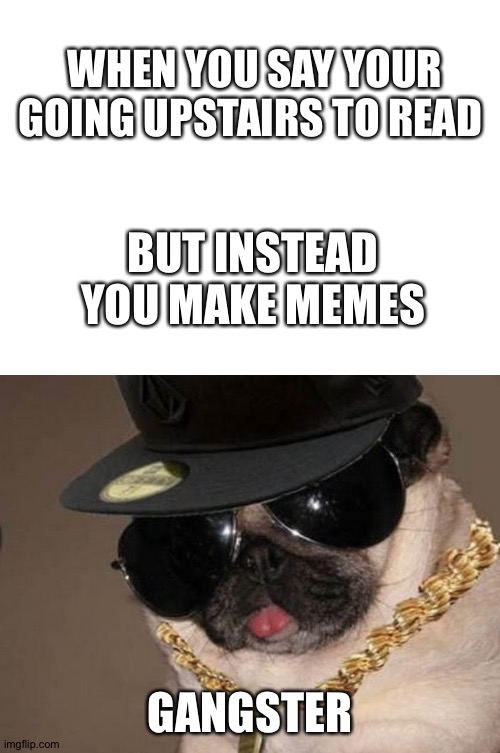WHEN YOU SAY YOUR GOING UPSTAIRS TO READ; BUT INSTEAD YOU MAKE MEMES; GANGSTER | image tagged in blank white template,gangster pug | made w/ Imgflip meme maker