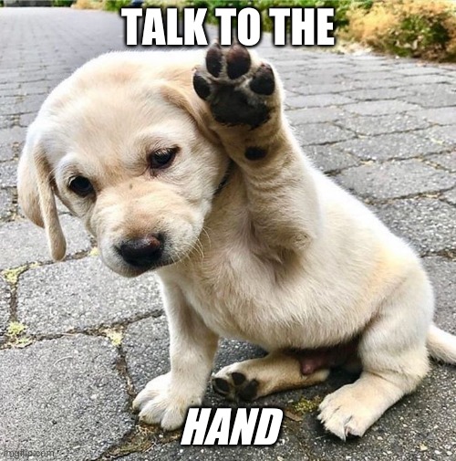 rude dog | TALK TO THE; HAND | image tagged in cute puppies,funny dogs | made w/ Imgflip meme maker