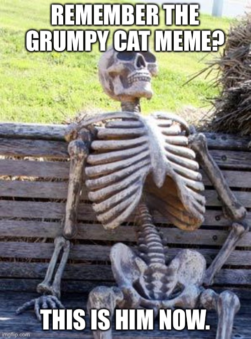 Rip the grump | REMEMBER THE GRUMPY CAT MEME? THIS IS HIM NOW. | image tagged in memes,waiting skeleton | made w/ Imgflip meme maker