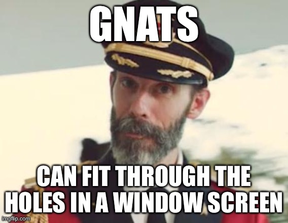 Captain Obvious | GNATS; CAN FIT THROUGH THE HOLES IN A WINDOW SCREEN | image tagged in captain obvious | made w/ Imgflip meme maker