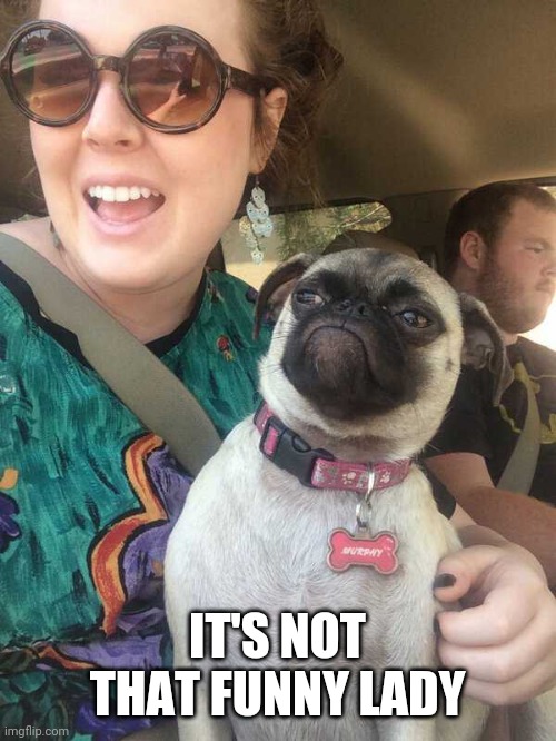 PUG NOT AMUSED | IT'S NOT THAT FUNNY LADY | image tagged in pugs,dog | made w/ Imgflip meme maker