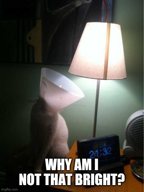 SHOULD'VE STOPPED BITING YOURSELF | WHY AM I NOT THAT BRIGHT? | image tagged in cats,funny cats | made w/ Imgflip meme maker