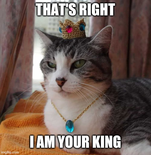 CAT KING | THAT'S RIGHT; I AM YOUR KING | image tagged in cats,funny cats | made w/ Imgflip meme maker