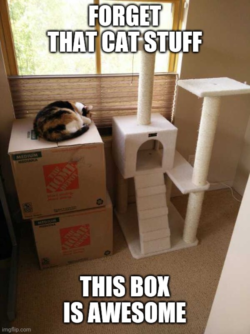THE BOX IS BETTER TO CATS | FORGET THAT CAT STUFF; THIS BOX IS AWESOME | image tagged in cats,funny cats | made w/ Imgflip meme maker