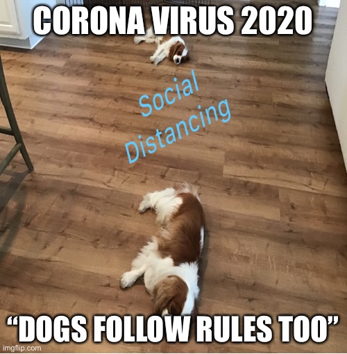 Social Distancing | CORONA VIRUS 2020; “DOGS FOLLOW RULES TOO” | image tagged in google images,google,google search,google chrome | made w/ Imgflip meme maker