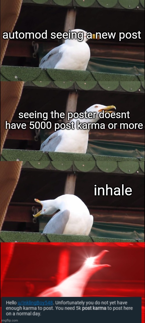 the heck | automod seeing a new post; seeing the poster doesnt have 5000 post karma or more; inhale | image tagged in memes,inhaling seagull | made w/ Imgflip meme maker