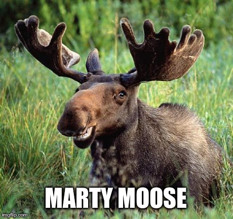 MARTY MOOSE | image tagged in moose | made w/ Imgflip meme maker