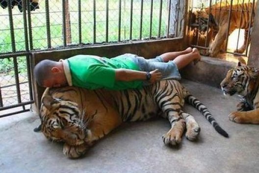 tiger planking Blank Meme Template