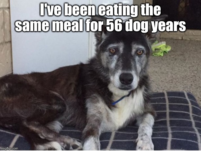sad old dog | I've been eating the same meal for 56 dog years | image tagged in sad old dog | made w/ Imgflip meme maker