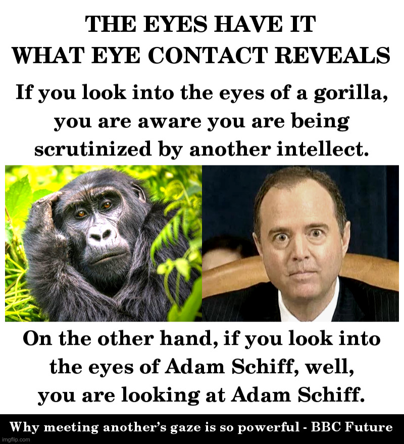 The Eyes Have It - What Eye Contact Reveals | image tagged in eye contact,gorilla,the thinking gorilla,adam schiff,dazed and confused | made w/ Imgflip meme maker