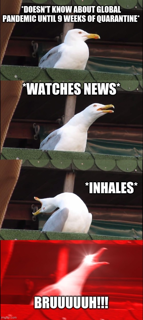 Inhaling Seagull Meme | *DOESN'T KNOW ABOUT GLOBAL PANDEMIC UNTIL 9 WEEKS OF QUARANTINE*; *WATCHES NEWS*; *INHALES*; BRUUUUUH!!! | image tagged in memes,inhaling seagull | made w/ Imgflip meme maker