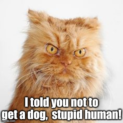 mean cat | I told you not to get a dog,  stupid human! | image tagged in mean cat | made w/ Imgflip meme maker