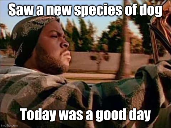 Today Was A Good Day Meme | Saw a new species of dog Today was a good day | image tagged in memes,today was a good day | made w/ Imgflip meme maker