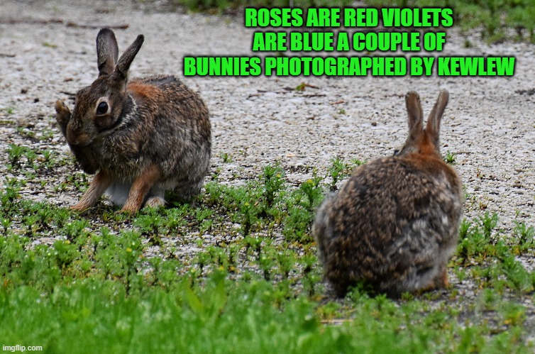 bunnies | ROSES ARE RED VIOLETS ARE BLUE A COUPLE OF BUNNIES PHOTOGRAPHED BY KEWLEW | image tagged in bunnies,photos | made w/ Imgflip meme maker