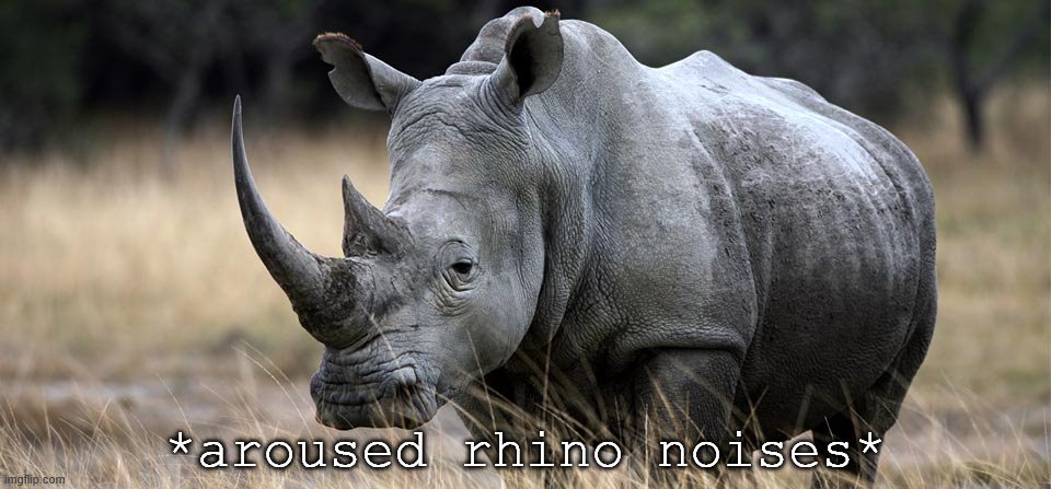 rhino | *aroused rhino noises* | image tagged in rhino | made w/ Imgflip meme maker