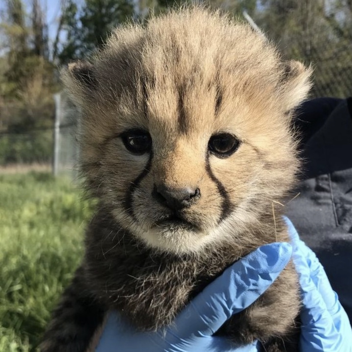 Cheetah cub, Smithsonian & National Zoo, Echo’s cub Blank Meme Template